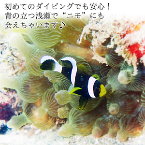 ウキウキ！ビーチダイブプラン（１名様分）　海底少年