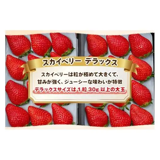 【先行予約】[数量限定] 貴重な12月発送！完熟朝摘みスカイベリー デラックス 800g