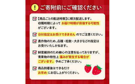 【R9年1月~2月順次発送】 いちご きらぴ香 約1kg いちご