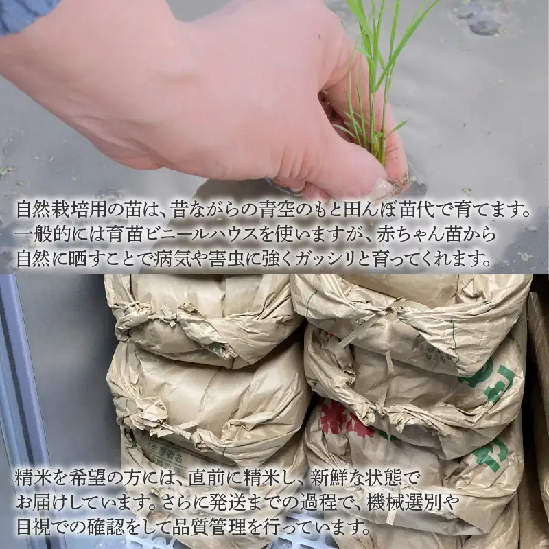 【先行予約】【令和8年産 新米】【定期便12回】伊与衛門農園の自然栽培コシヒカリ精米 5kg×12回  / コシヒカリ 米 精米 こしひかり ※2026年10月下旬以降順次発送 [aw071-o004]