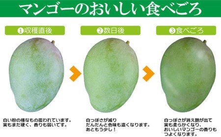 【先行受付】【2027年発送】屋宜原農園が丹精込めた「キーツマンゴー」約1.5kg - 先行予約 沖縄 産地直送 南国フルーツ 旬の味覚 沖縄県産 国産マンゴー 希少種 季節の果物 沖縄県 八重瀬町
