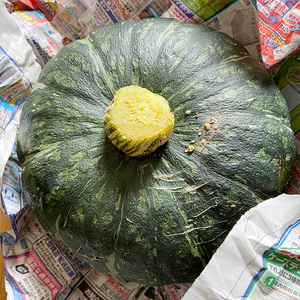 みんな大好きトウモロコシと旬は今！の野菜たち【栃木県産おまかせ新鮮野菜セット・いろいろ詰め合わせ】｜ にんじん オクラ きゅうり じゃがいも トマト 玉ねぎ 大根 枝豆… ※2022年6月～8月頃に順次発送予定◇