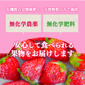 お手軽 小分け 冷凍いちご 約 500g ( 100g x 5パック ) | 果物 イチゴ いちご