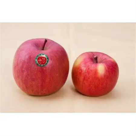 【令和8年11月上旬～発送】今年もお届け。味にこだわる生産者から「葉とらずこうとく」2.8kg_果物・フルーツ りんご  リンゴ 林檎_【配送不可地域：離島】【1124030】
