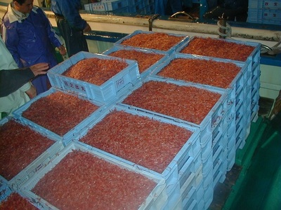 お刺身用 生桜えび 300g 小分け 冷凍 (a10-962)