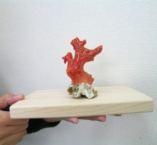 珊瑚職人館 珊瑚 原木・拝見・置物18 珊瑚