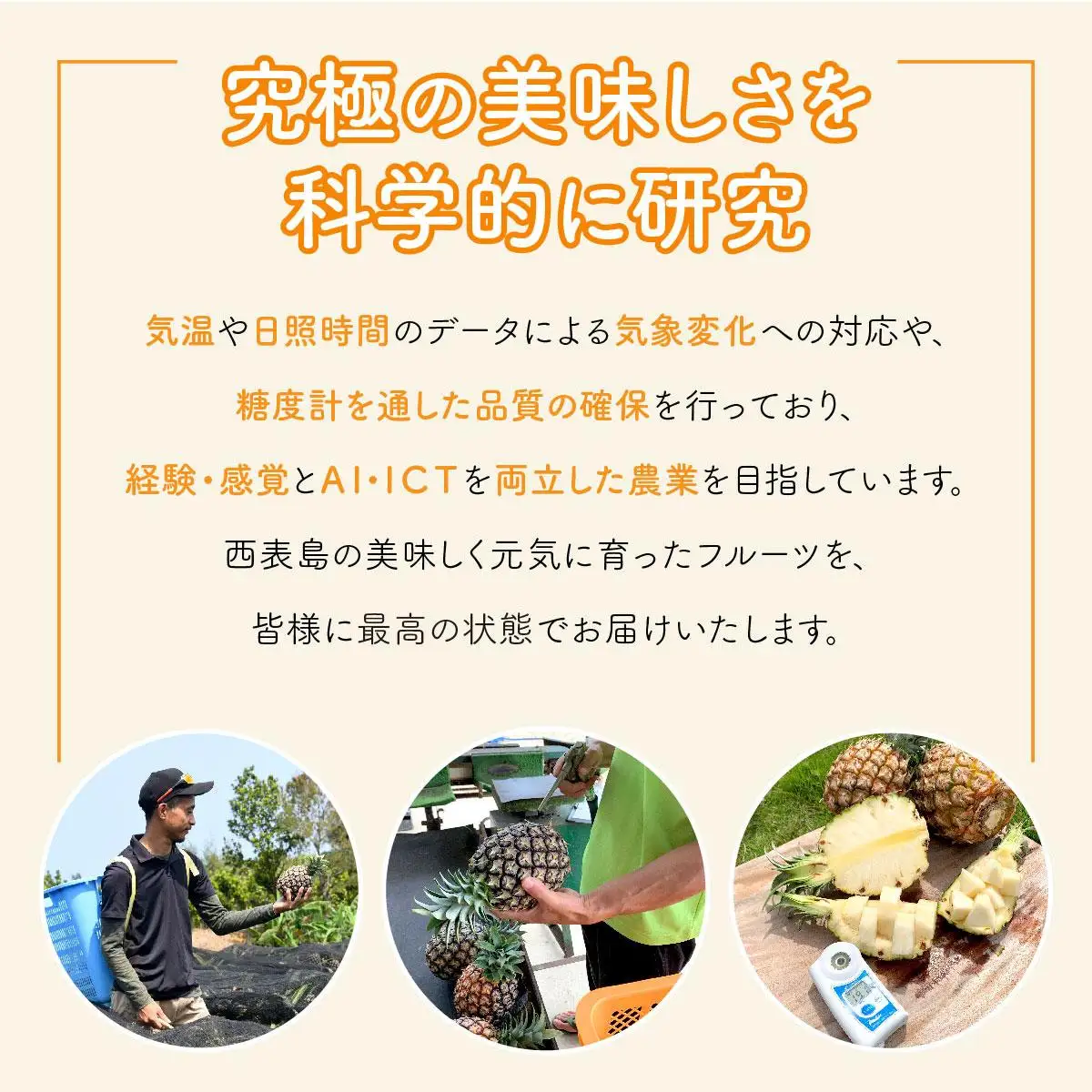 【2027年 先行予約】アップルマンゴー 約3.1kg