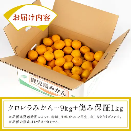 i871 ＜先行予約受付中！2026年10月下旬~11月下旬の間に発送予定＞ クロレラ みかん （温州みかん・9kg＋傷み保証1kg) ミカン みかん クロレラ 健康食品 温州みかん くだもの 果物 【黄龍農園】