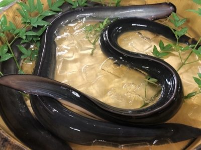 有頭国産鰻炭火焼き（1尾約170g）