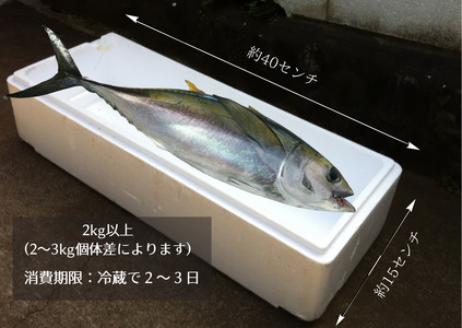 キハダマグロ まるごと１尾 2kg以上 （2～3kg個体差によります）＜カネアリ水産＞