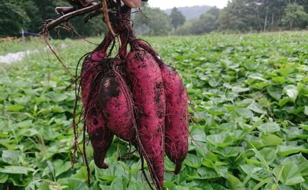 秋野菜詰合せ 有機栽培さつまいもにんじん群馬県産 秋野菜詰合せ【計6kg(各3kg)】