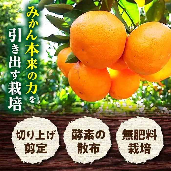 温州みかん 約2.5kg みかん  [ACAI001]
