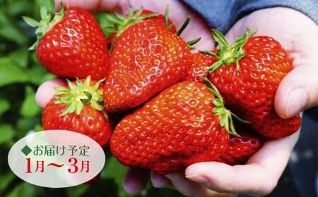 訳あり　いわき市産いちご　草野いちご園のいちごの詰め合わせ1kg（250g×4P）（中身はお任せ） | 苺 イチゴ ストロベリー strawberry 青果 生果 果物 くだもの フルーツ 旬 産地直送 春季 冬季 いわき市産 福島県産 福島県産限定品種 オリジナル品種 ふくはるか | BB032