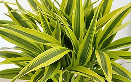観葉植物 萬年竹（ミリオンバンブー） ロングスクエア陶器鉢植え（80～100cm前後） / 室内観葉植物 インテリア ロングスクエア 大型 おしゃれ 鉢植え / 大村市 /琴花園 [ACYK005]