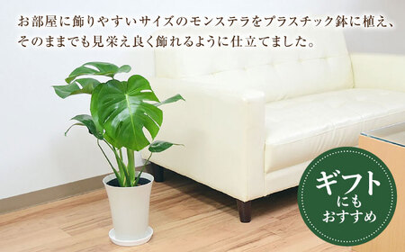 観葉植物 モンステラ [ACYK011]モンステラ 観葉植物