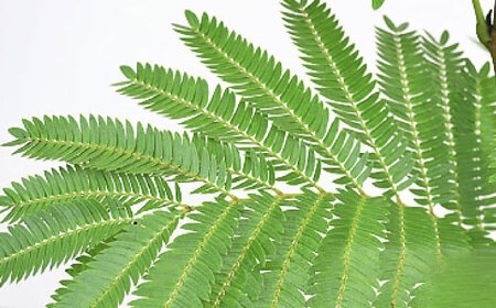 観葉植物 エバーフレッシュ ネムノキ スクエア 陶器鉢 角型  / 観葉 植物 インテリア おしゃれ プレゼント / 大村市 /琴花園[ACYK019]