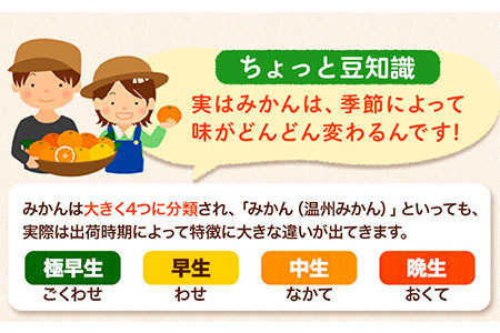 みかん 訳ありみかん 約10kg