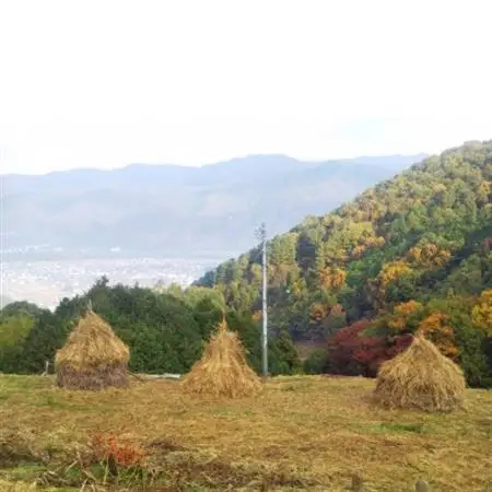 田口農園徳島の世界農業遺産ブランド野菜　 農家人が選ぶ旬野菜のおまかせセット【配送不可地域：離島】【1381836】