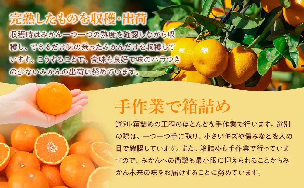 完熟 アルギット みかん 5kg S ～ M サイズ みかん