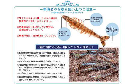【配送指定日必須】天草産 活車海老 300g【発送期間2026年11月6日～2027年3月31日】9～14尾入り 車海老 車エビ 活き車エビ 活き車海老 海老 エビ えび 刺身 お刺身 刺し身 生食 魚介 魚介類 活き海老 新鮮 常温 九州産 九州 国産 上天草市 海の幸 海鮮 日付指定 生きたまま発送 常温