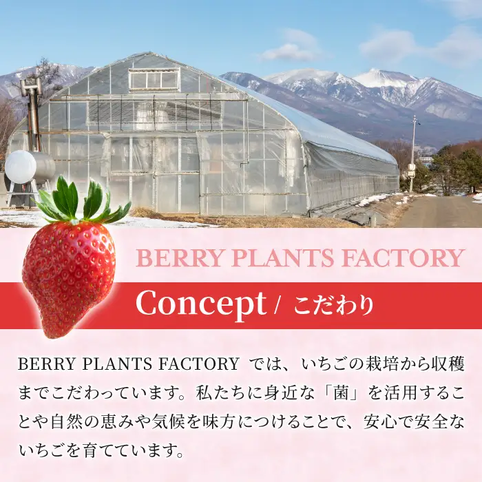 【2回定期便】長野県産いちご「とちおとめ」（1kg以上）｜BERRY PLANTS FACTORY 東御市産