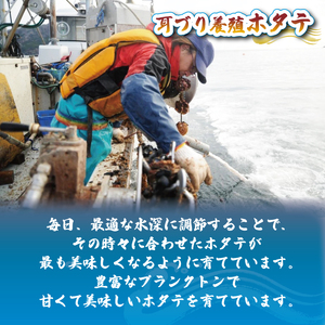 帆立むき身 貝柱 約500g ほたて 帆立 海鮮 魚貝類 魚介類 鍋 お鍋 バーベキュー BBQ 炙り 炙り焼き バター焼き 出汁 夕飯 おかず おつまみ 晩酌 海産物 魚介 大船渡 三陸 岩手県 国産
