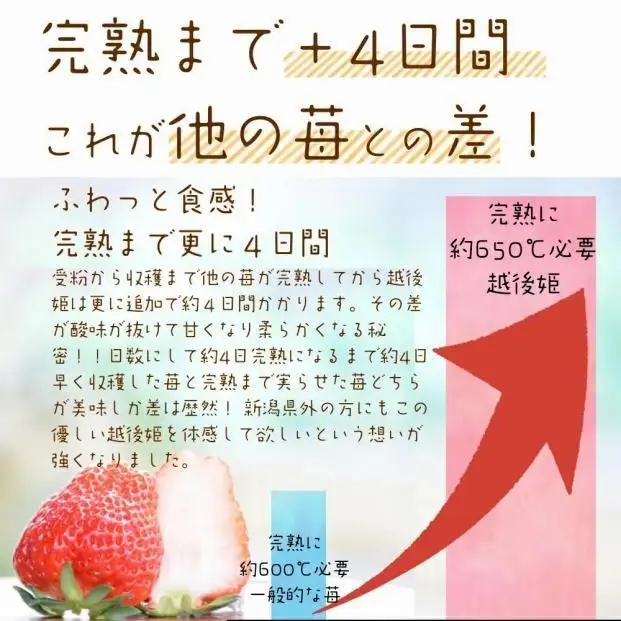 【先行予約】越後姫 いちご 雪国完熟 約170g×6P 越後姫 フルーツ