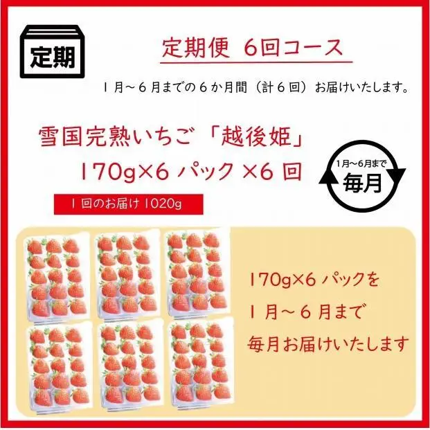 【先行予約 定期便6回】越後姫 いちご 雪国完熟 1〜6月 170g×6回 いちご