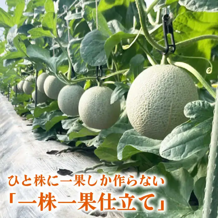 先行予約 年内発送 愛情 メロン 2玉【とみおか農園】[ZEM001]