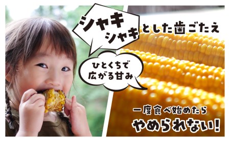 《2026年先行予約》甘い！飛騨のとうもろこし ゴールドラッシュ 4kg とうもろこし [B0224] syun31