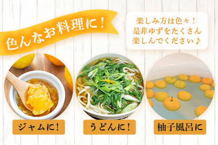 【先行受付・期間限定】 栽培期間中農薬・化学肥料不使用栽培の 木頭柚子 （黄玉） 1kg 【11月より随時発送】 徳島県 那賀町 木頭地区 徳島 那賀 木頭 木頭ゆず 木頭ユズ 木頭柚子 ゆず ユズ 柚子 果実 果物 柑橘 柑橘系 料理 ジャム 柚子風呂 OM-7