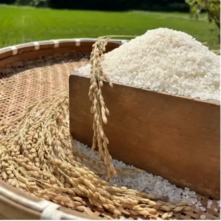 昔ながらの自然乾燥「はぜ掛け米」令和8年産  一等米ひのひかり 5kg_ 精米 米 _【1354255】