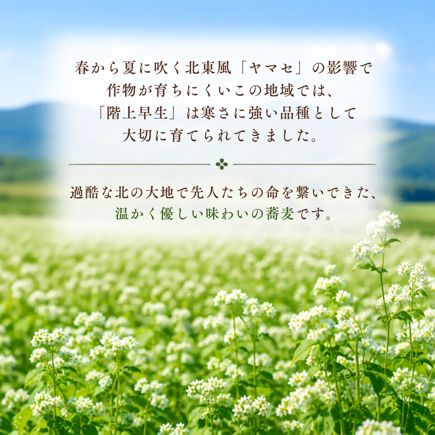 階上早生乾そば(3袋入)