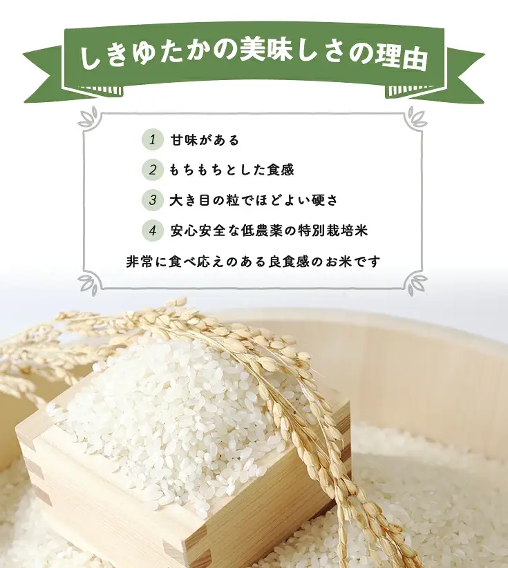 【新米】令和8年産　すっごいもちもち 「しきゆたか」 白米【10kg(5kg×2袋)】【C004W2】 近江米