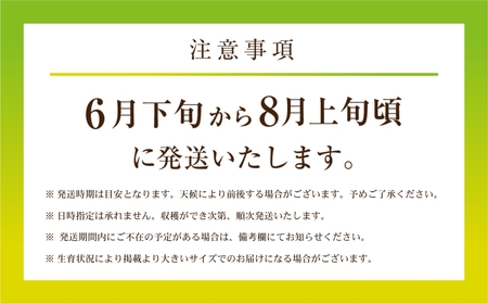 2027年《先行予約》 マスクメロン3玉(4～5キロ) メロン T-farm