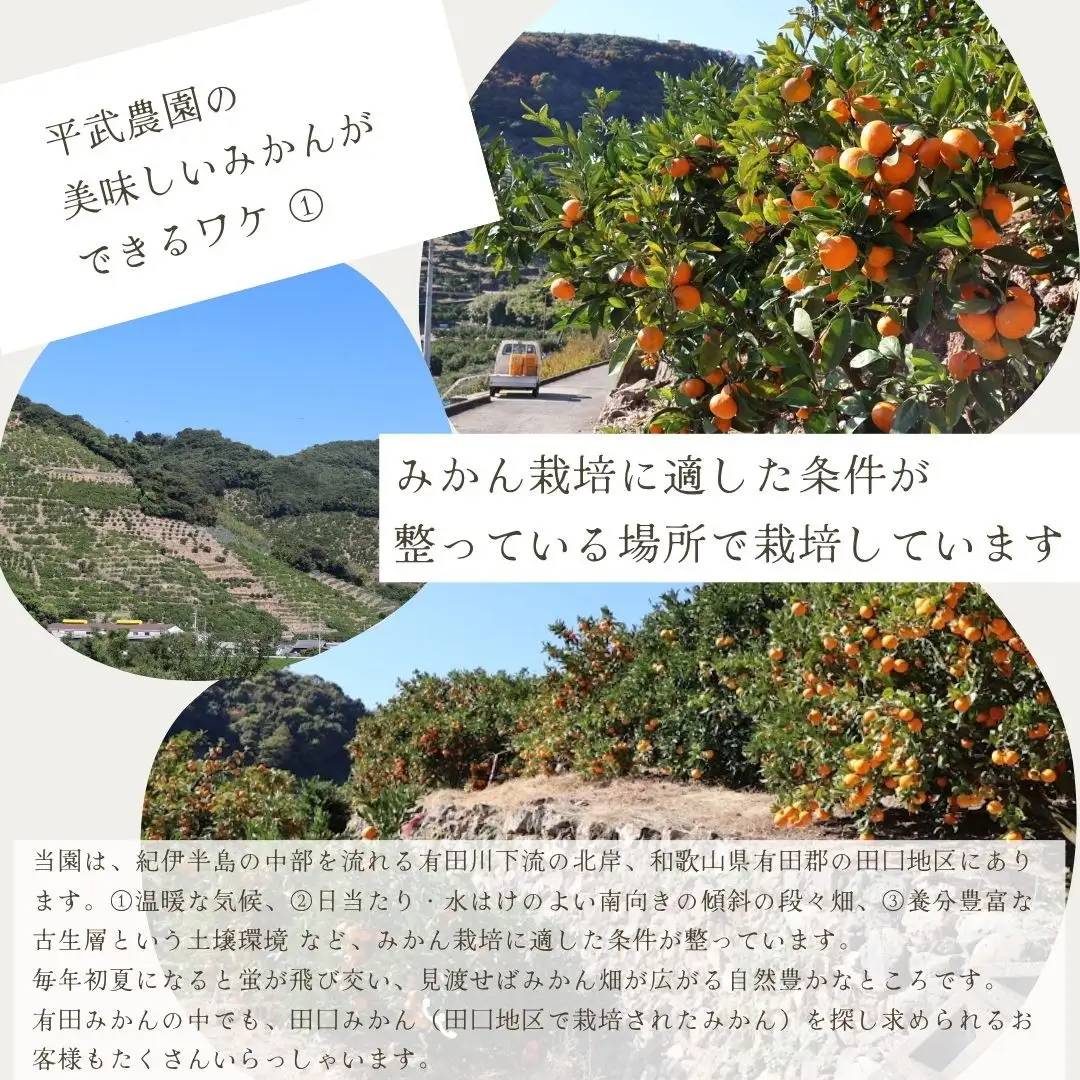 農家直送！有田みかん（10kg 訳あり≪サイズ混合≫）平武農園　～蛍飛ぶ町から旬の便り～