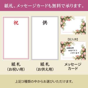 胡蝶蘭 大輪 白色 3本立ち 訳あり (24輪以上) 胡蝶蘭