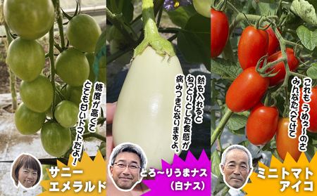 数量限定　矢巾町産　夏野菜セット【10種】8月発送/産地直送 野菜セット 約10品目 新鮮 旬 野菜 やさい きゅうり ナス ピーマン 玉ねぎ りんご じゃがいも トマト ミニトマト キャベツ にんじん 枝豆 ネギ 詰め合わせ お取り寄せ おまかせ おすすめ 岩手県 矢巾町
