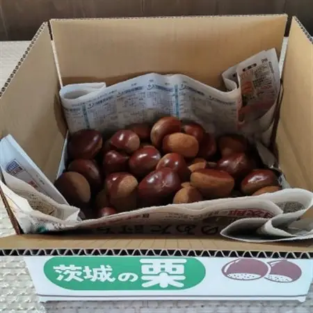 【2026年10月発送開始】産地直送!久保田果樹園の生栗3Lサイズ約3kg_果物・フルーツ 栗  くり クリ_【配送不可地域：離島】【1428287】