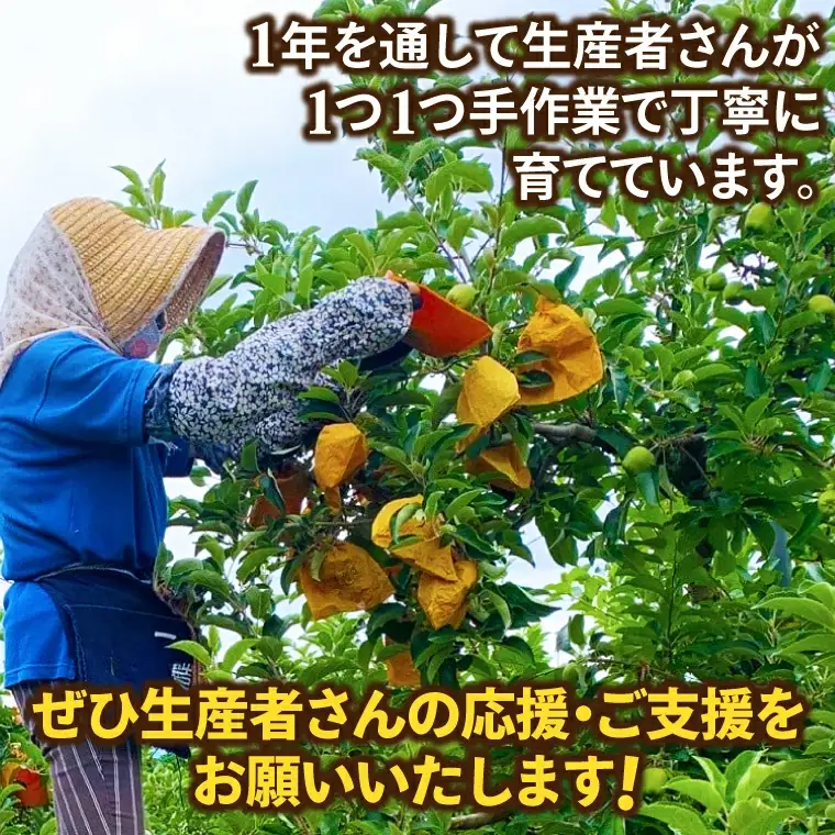 【先行予約】りんご プレミアム 「冬恋」はるか  (AI021)りんご