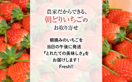 【先行予約】いちご 味くらべ紅白いちご 3種 4パック ※2026年12月～発送