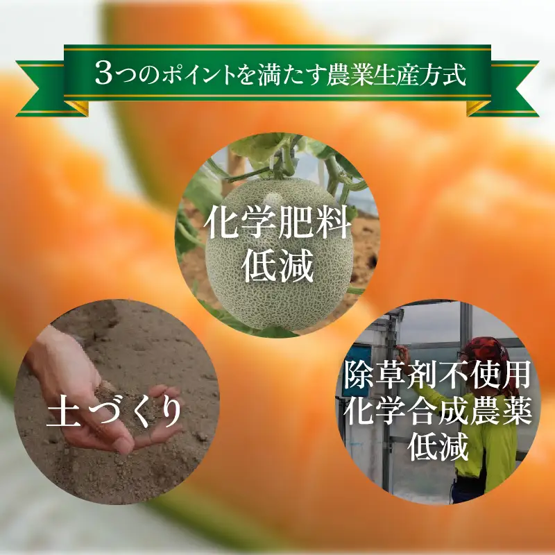 【先行予約】アールスメロン 1玉（約1.6kg以上）赤肉品種 高級メロン！ ／ マスクメロン 大玉 果物 フルーツ 夏 ギフト 農家直送 ※2027年6月下旬以降順次発送予定 [aw065-a003]