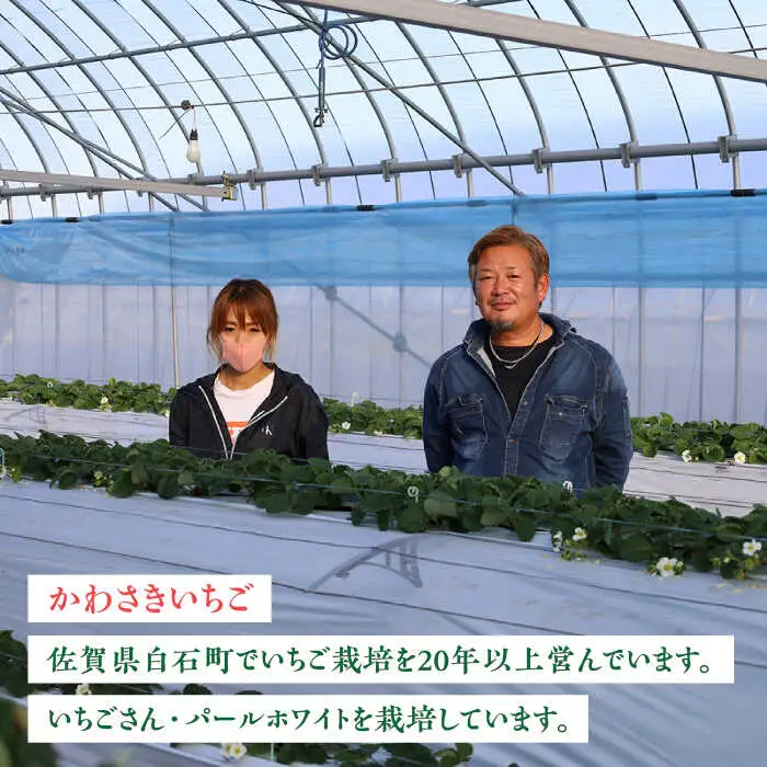 【2027年1月中旬より順次発送】佐賀県産 パールホワイト 約220g×2パック / いちご 果物 / 佐賀県 / かわさきいちご [41ASBJ003]
