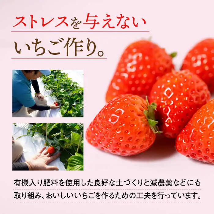 【2027年1月より順次発送】佐賀県産いちご 恋みのり 220g×2パック / 佐賀県 / 鐘ヶ江農園 [41ASBK001]