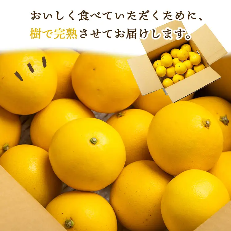 【2027年出荷分】日向夏 ハウス小夏 2.5kg(家庭用) 日向夏 高知県産 kd-0029
