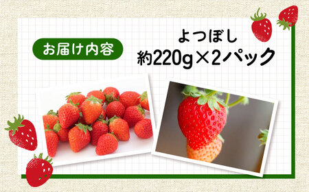【2027年1月以降順次発送】よつぼし（220g×2パック） / 佐賀県 いちご 苺 いちご / 岸川農園 [41ASAG038]