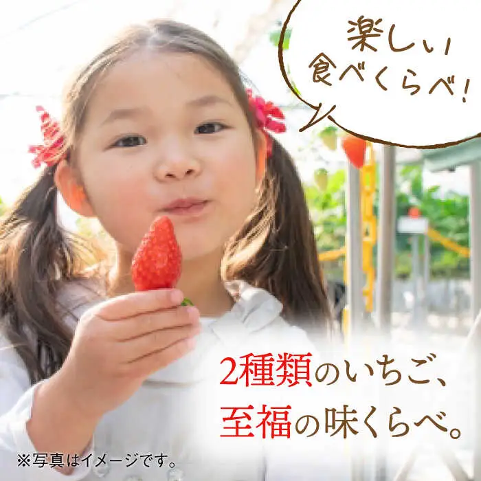 【2027年1月より順次発送】恋みのり・さがほのか 各220g 詰め合わせセット / 佐賀県 / 鐘ヶ江農園 [41ASBK008]