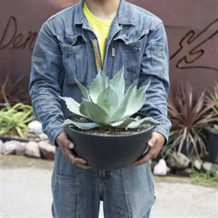 【圧倒的な存在感!】アガベ　オバティフォリア　11号鉢_花・観葉植物 観葉植物・苗木  _【1434441】