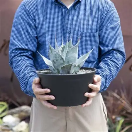 【注目度 急上昇中!】アガベ　パラサナ　9号鉢_花・観葉植物 観葉植物・苗木  _【1434452】