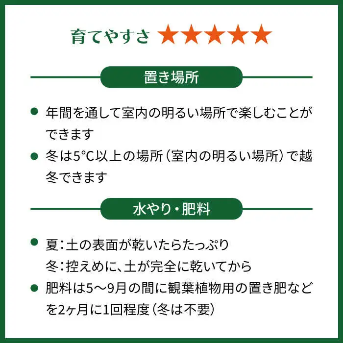 グリーンとホワイトのコントラストが美しい『 フィロデンドロン ・ バーキン 』 糸島市  / cocoha 観葉植物 [AWB032]